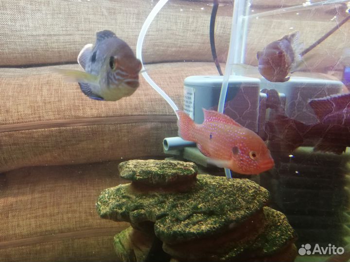 Рыбки для аквариума