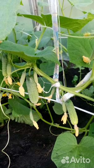 Домашнее чудо