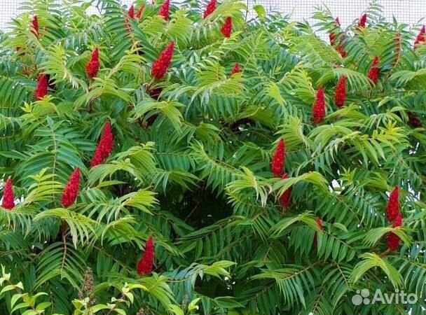 Саженцы сумах