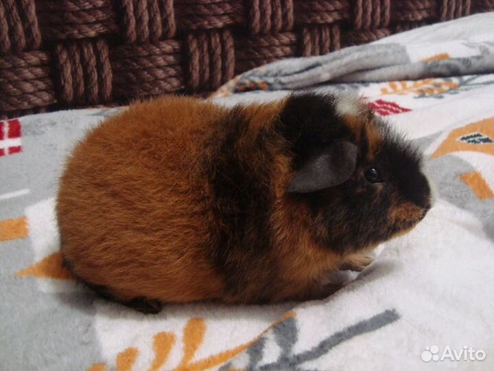 Морская свинка Американский тедди