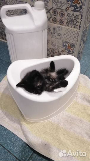 Котёнок девочка. 1.5 месяца