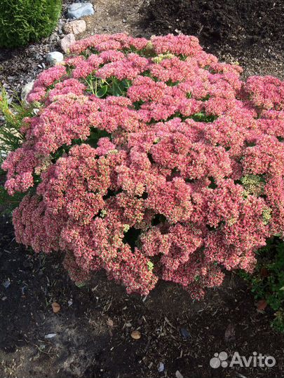 Многолетники садовые