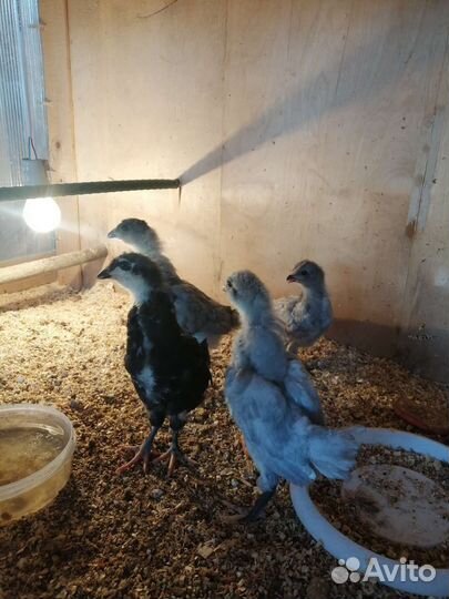 Цыплята, молодки