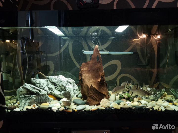 Аквариум