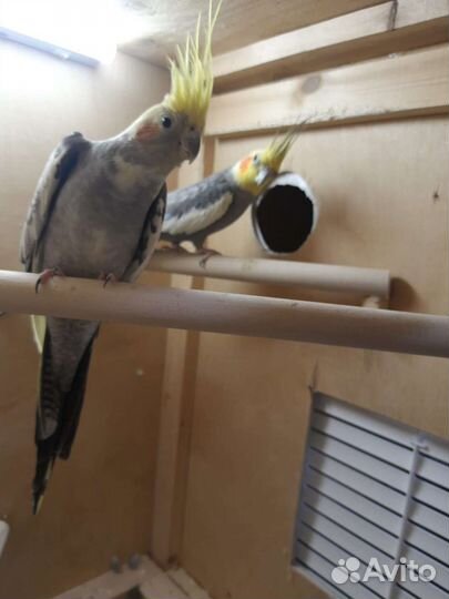 Попугай корелла с клеткой