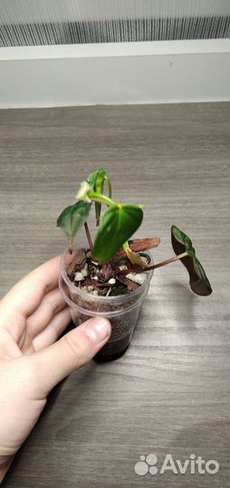 Филодендрон микас/бархатный