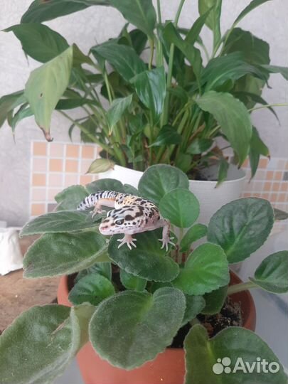 Геккон, эублифар