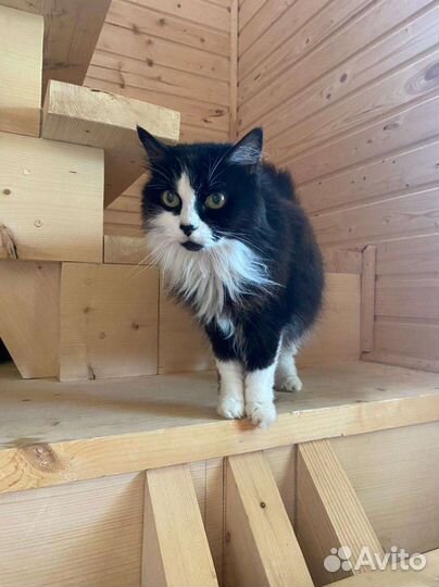 Передержка животных, услуги кинолога