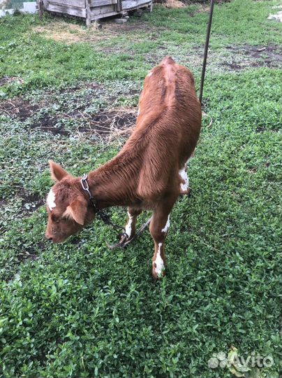 Корова телка