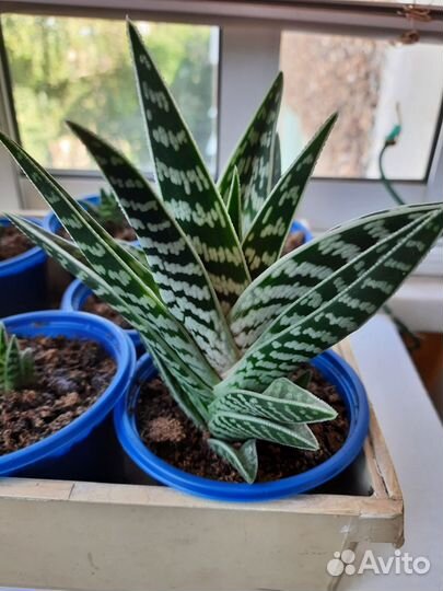 Алоэ пёстрое