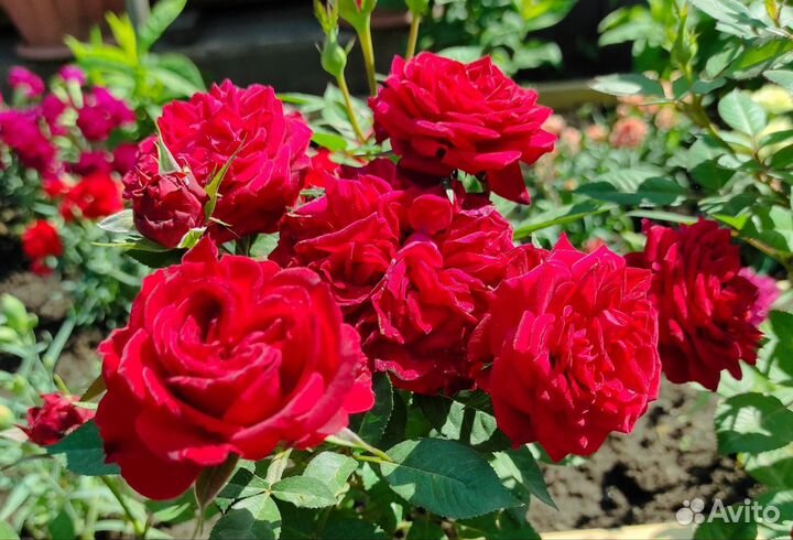 Роза комнатная