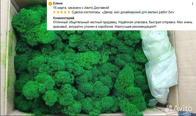 Стабилизированный мох ягель, королевский ягель