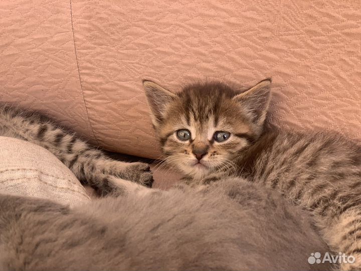 Котята в добрые руки даром