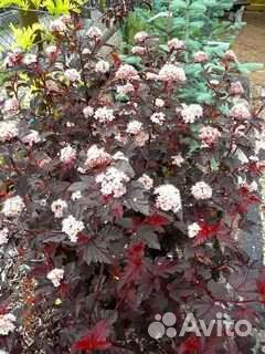 Пузыреплодник