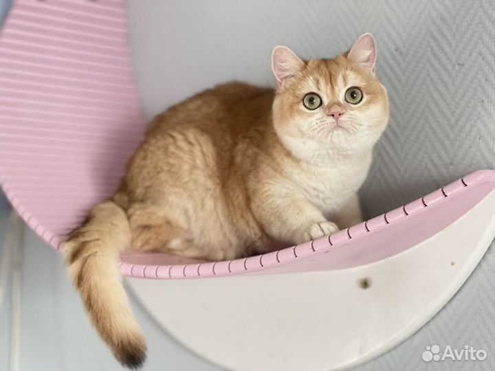 Ищем мамочку