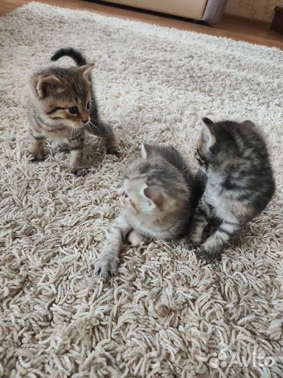 Котята в добрые руки