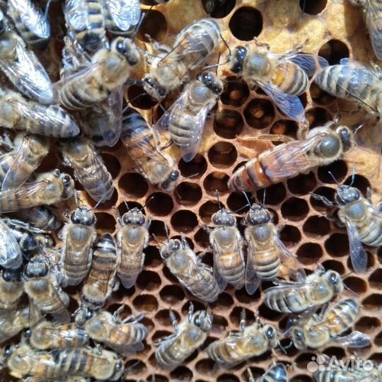 Пчелопакеты Бакфаст, Карника