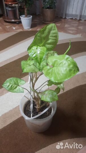 Комнатные цветы