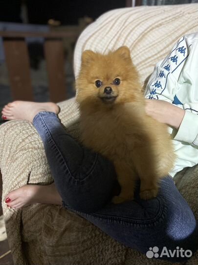 Померанский шпиц вязка кобель