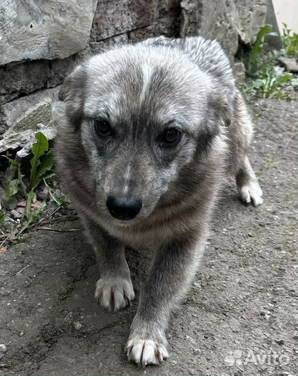 Щенок в добрые руки бесплатно