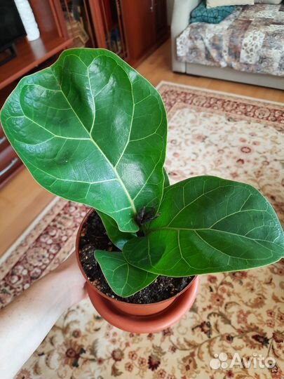 Фикус Лирата Бамбино