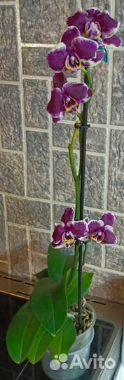 Орхидеи фаленопсис, разные