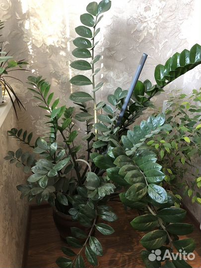 Замиокулькас