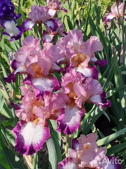 Ирисы бородатые, молиния