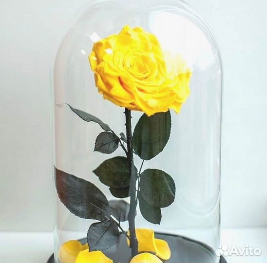 Роза в колбе. Новая