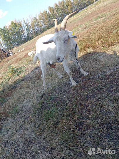 Коза дойная