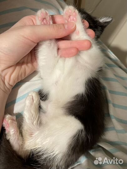 Котёнок - девочка ищет семью