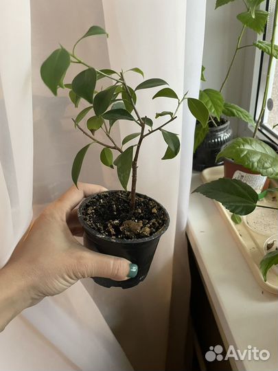 Фикус бенджамина