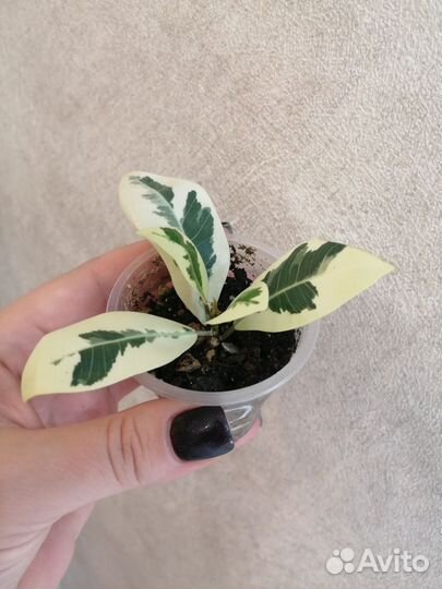 Фикус микрокарпа альбомаргината