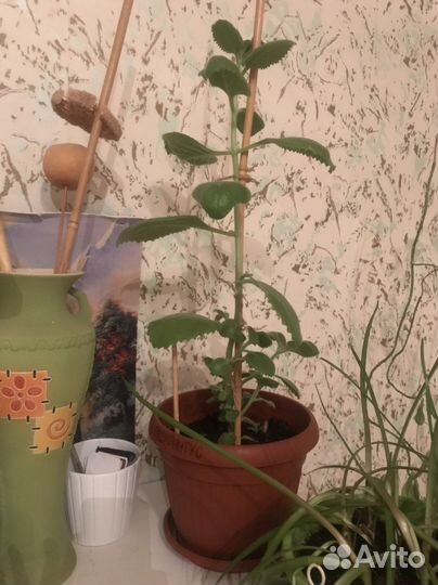 Мята домашняя