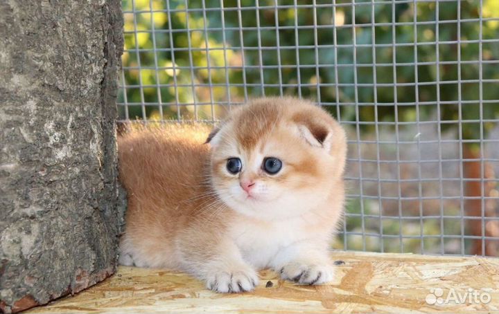 Шотландская золотая шиншилла мальчик