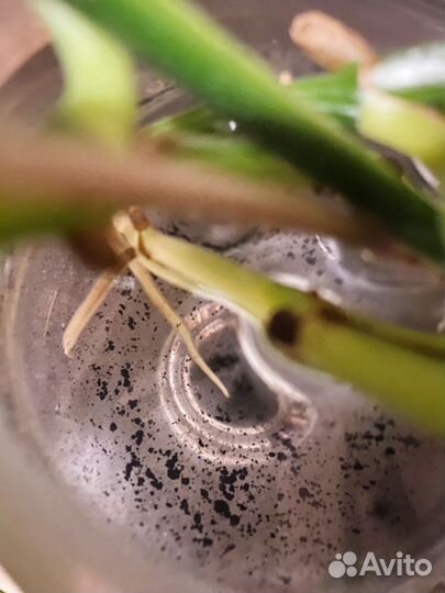 Отростки растений