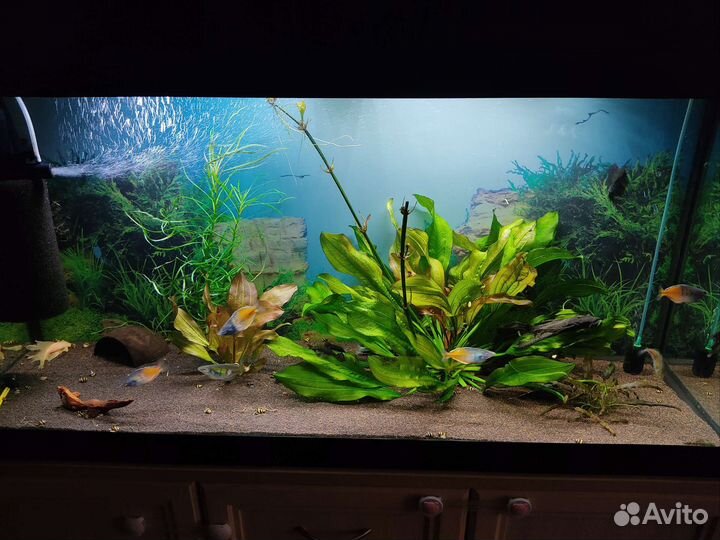 Обслуживание и запуск аквариумов