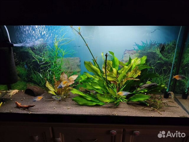 Обслуживание и запуск аквариумов