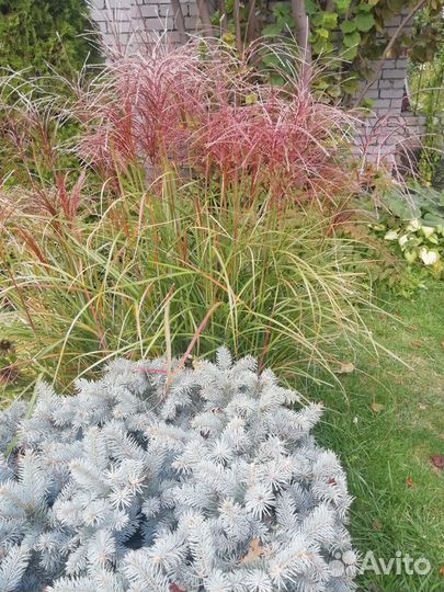 Декоративные злаки