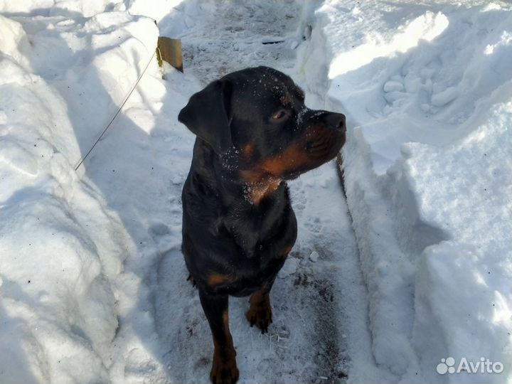 Передержка собак и кошек, выгул