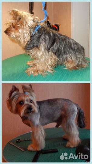 Груминг собак