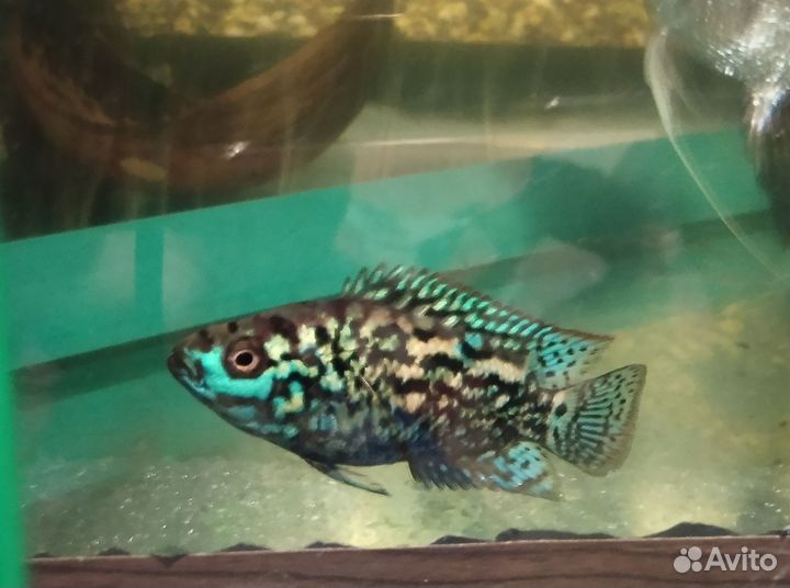 Цихлазома Блю Демпси