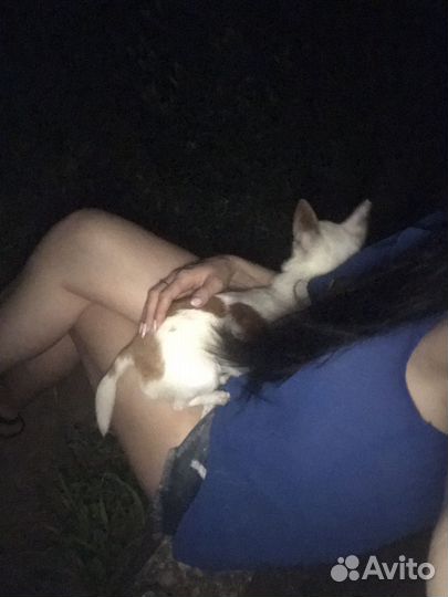 Вязка чихуахуа