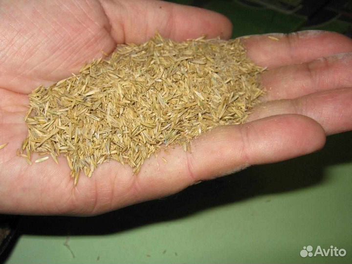 Семена мятлика