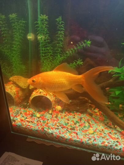 Аквариумные рыбки