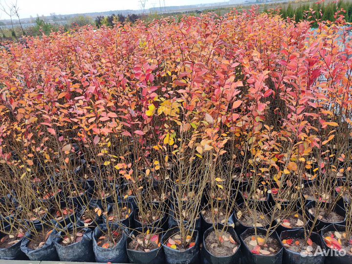 Кизильник блестящий