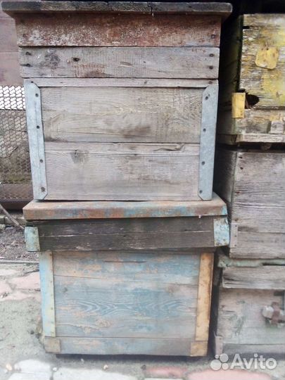 Пчелиные улики