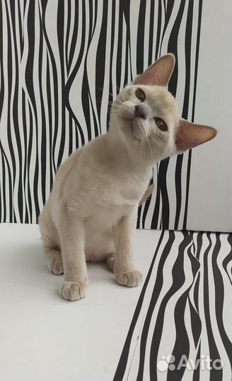Бурманские котята
