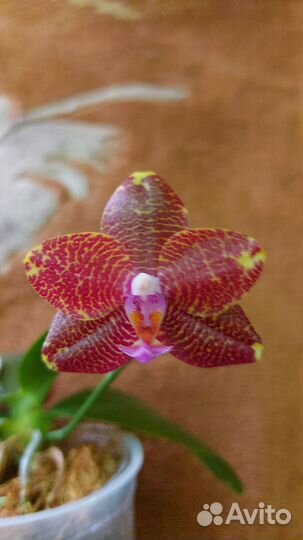 Орхидея фаленопсис Дракон