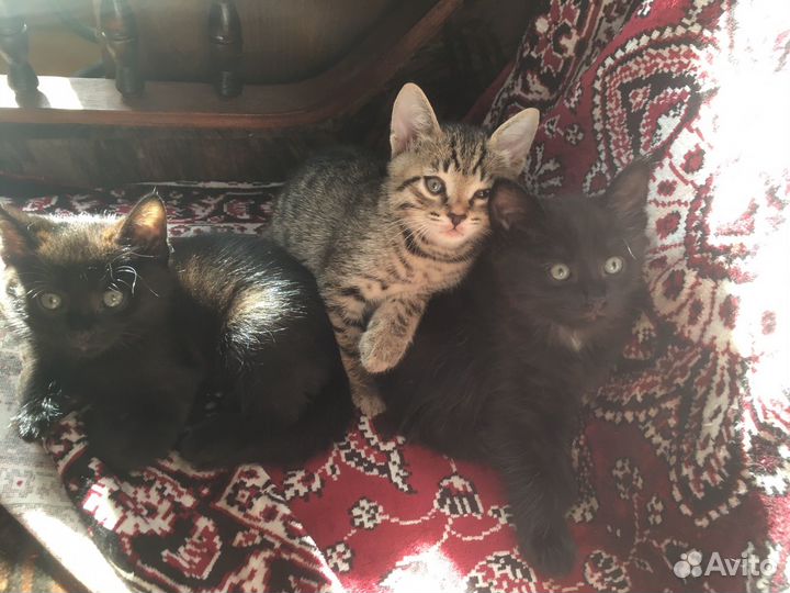 Котята в добрые руки
